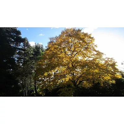 Tilia insularis - Koreai hárs