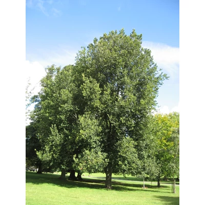Ulmus hollandica 'Groeneveld' – Holland szil