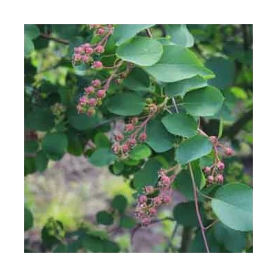 Amelanchier alnifolia 'Martin' – Mézalmácska