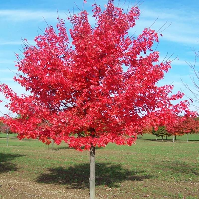 Amelanchier canadensis 'October Flame' – Kanadai fanyarka