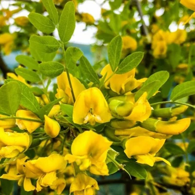 Caragana arborescens 'Lutescens' – Borsófa