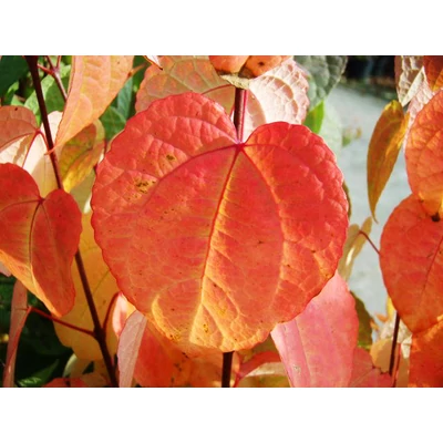 Cercidiphyllum japonicum – Kislevelű kacsurafa