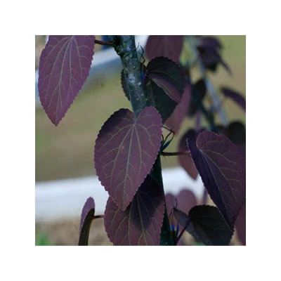 Cercidiphyllum japonicum 'Rotfuchs' - Piros lombú kacsurafa