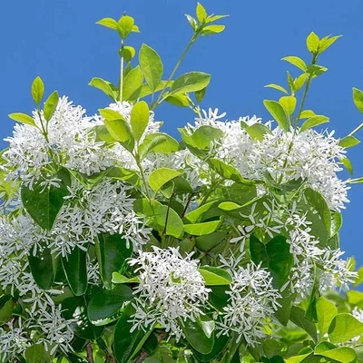 Chionanthus refusus – Kínai hópehelyfa