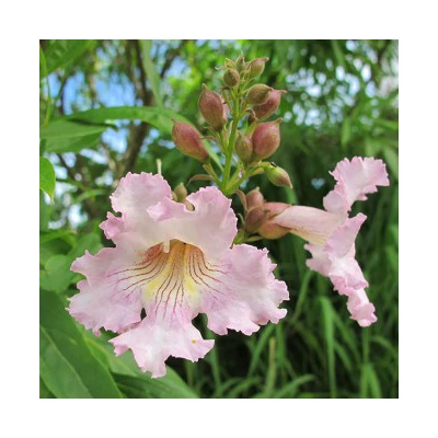 Chitalpa tashkentensis 'Summer Bells' – Rózsaszín trombitafa