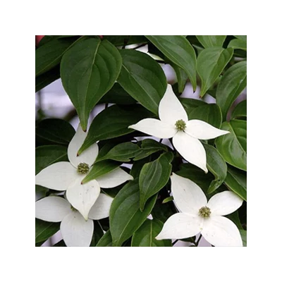 Cornus kousa – Csillagsom