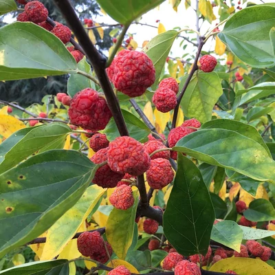 Cudrania tricuspidata – Málnafa, töviseperfa, sövényeperfa (porzós)