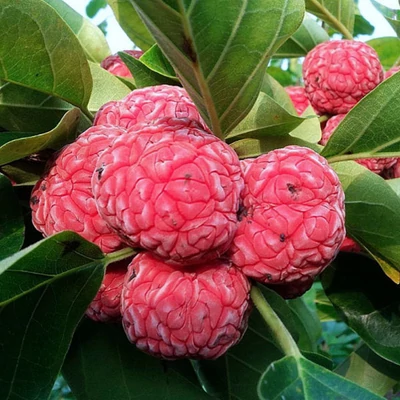 Cudrania tricuspidata 'Seedless' – Málnafa