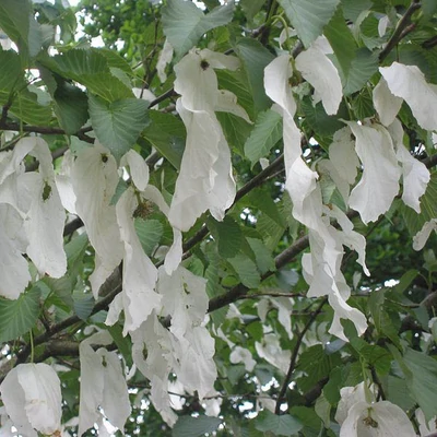 Davidia involucrata 'Crimson Spring' – Galambfa (Zsebkendőfa)
