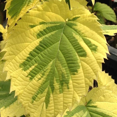 Davidia involucrata 'Lady Sunshine' – Galambfa (Zsebkendőfa)
