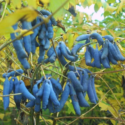 Decaisnea fargesii – Kék babfa