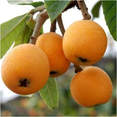 Eriobotrya japonica 'Tanaka' – Japán naspolya