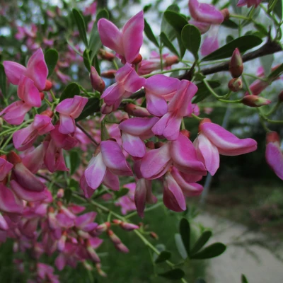 Halimodendron halodendron