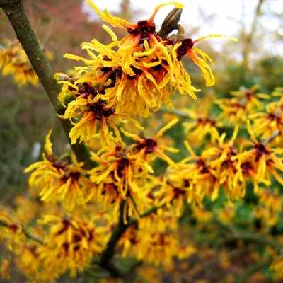 Hamamelis intermedia 'Orange Beauty' – Varázsmogyoró (narancssárga)