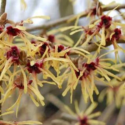 Hamamelis intermedia 'Cyrille' – Varázsmogyoró (sárga)