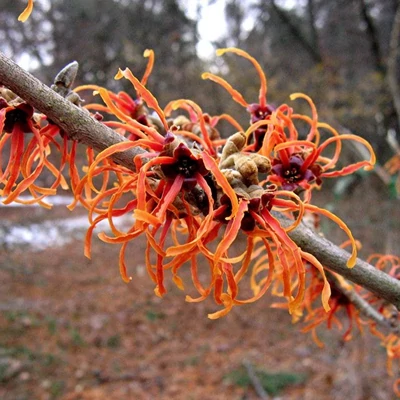 Hamamelis intermedia 'Jelena' – Varázsmogyoró (rézvörös)
