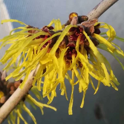 Hamamelis intermedia 'Pallida' – Varázsmogyoró (sárga)
