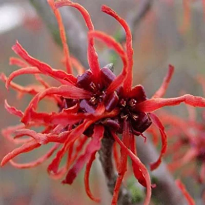 Hamamelis x intermedia 'Rubin' – Varázsmogyoró