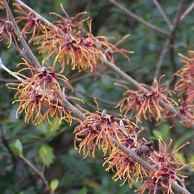 Hamamelis intermedia – Varázsmogyoró