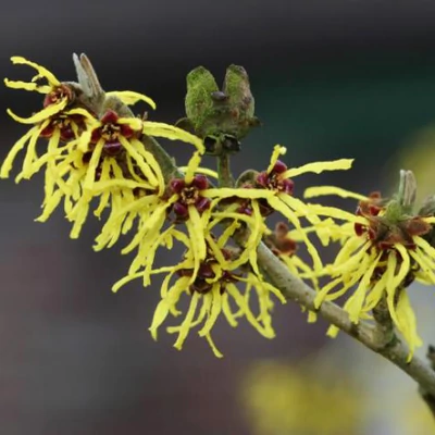 Hamamelis intermedia 'Westerstede' – Varázsmogyoró