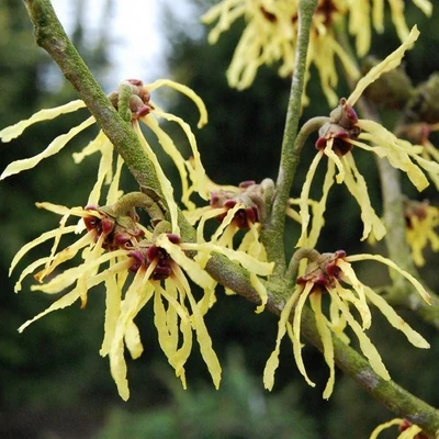 Hamamelis intermedia 'Yamina' – Varázsmogyoró