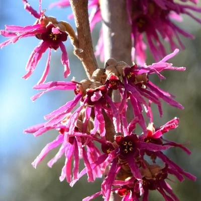Hamamelis vernalis 'Amethyst' – Varázsdió