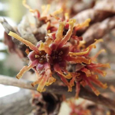 Hamamelis vernalis 'Lombart's Weeping' – Varázsdió, varázsmogyoró