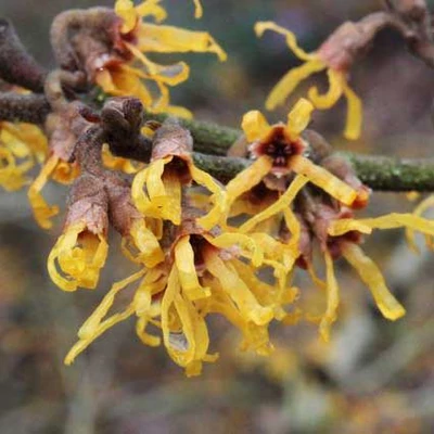 Hamamelis vernalis 'Sandra' – Varázsdió