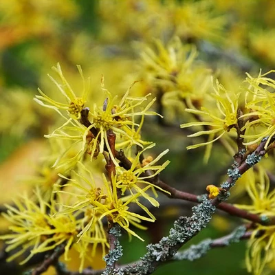 Hamamelis virginiana – Nagylevelű csodamogyoró