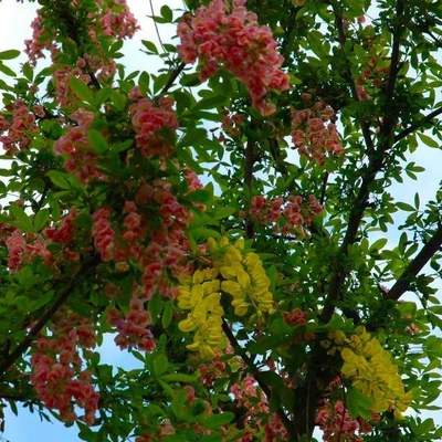 Laburnocytisus adamii – Kétszínű aranyeső