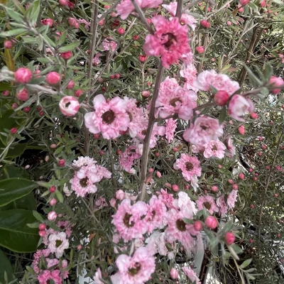 Leptospermum scoparium 'Coral Candy' – Új-zélandi teafa