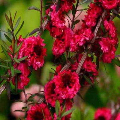 Leptospermum scoparium 'Winter Cheers' – Új-zélandi teafa