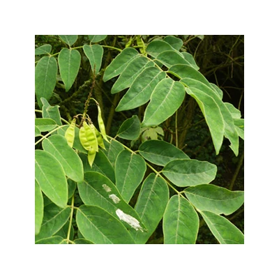 Maackia amurensis – Amúri sárgafa