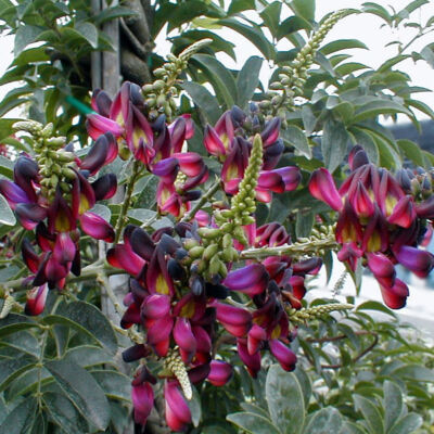 Millettia japonica – Nyári lilaakác