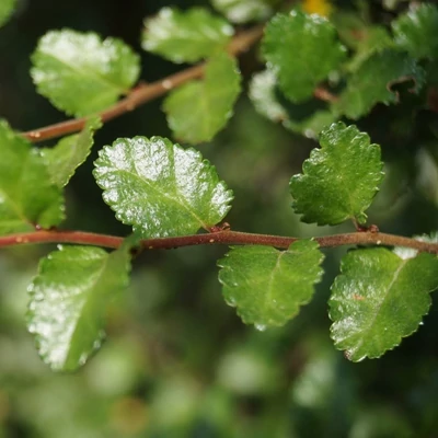 Nothofagus antarctica