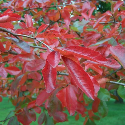 Nyssa sylvatica