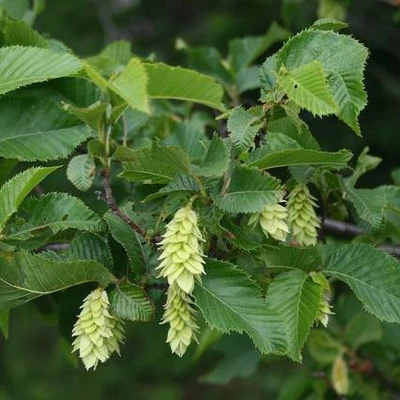 Ostrya carpinifolia 'Marja Findling' – Komlógyertyán