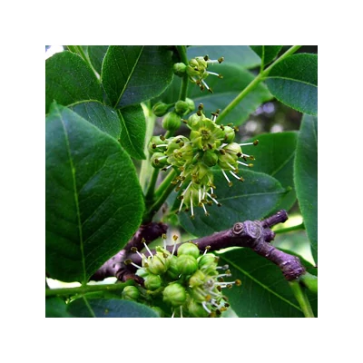 Phellodendron amurense – Amúri parásfa