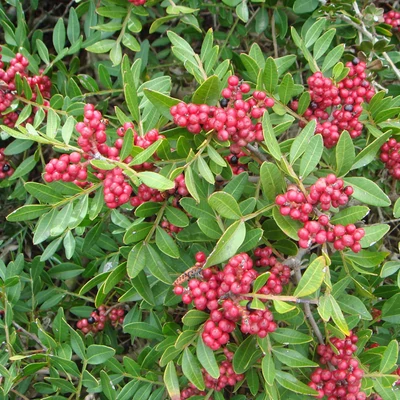 Pistacia tentiscus – Pisztácia, terpentinfa