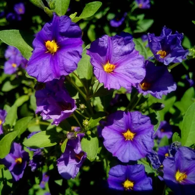 Solanum rantonetti – Enciánfa, enciánbokor