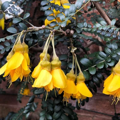 Sophora microphylla 'Sun King'®