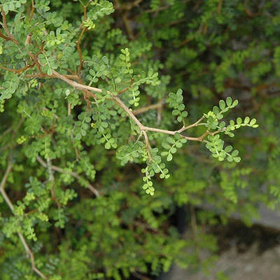 Sophora prostrata 'Little Baby' – Törpe akác
