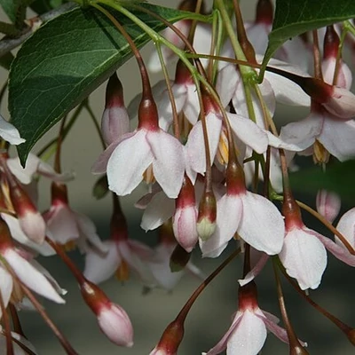 Styrax japonicus 'Beni Bana Selection' – Japán hóvirágfa