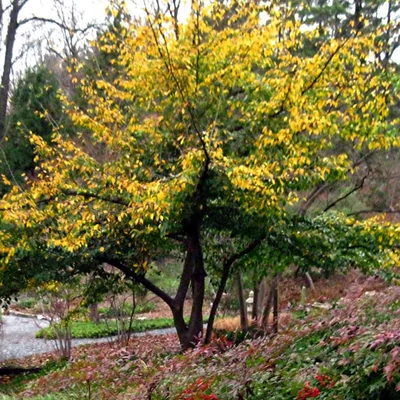 Sycoparrotia semidecidua