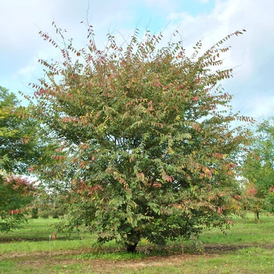 Zelkova schneideriana – Kínai gyertyánszil