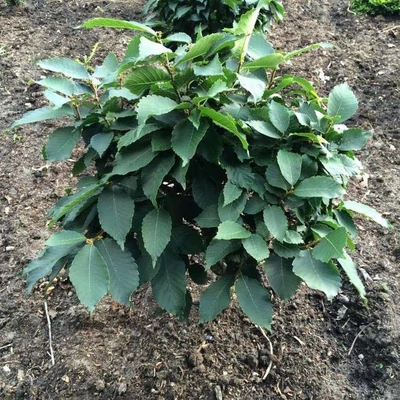 Zelkova serrata 'Goblin' – Japán gyertyánszil