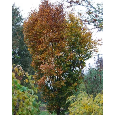 Zelkova serrata 'Iruma Sango' – Japán gyertyánszil