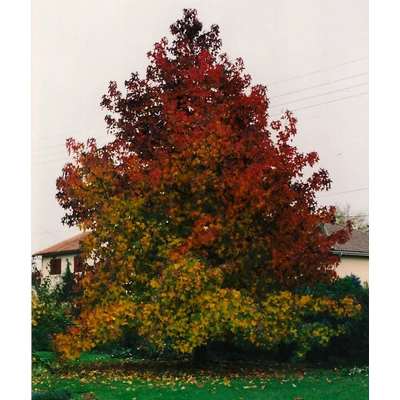 Liquidambar styraciflua - Amerikai ámbrafa