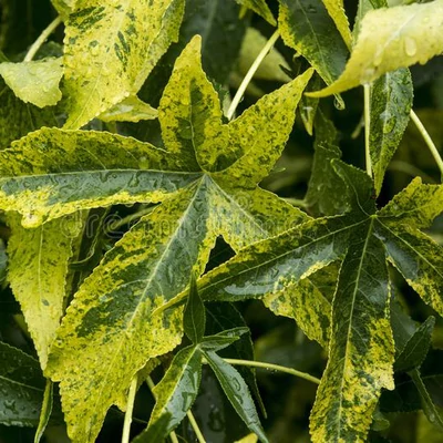 Liquidambar styraciflua 'Aurea' – Arany ámbrafa