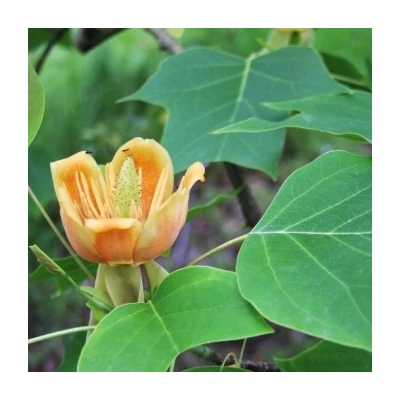 Liriodendron 'Chapel Hill' – Tulipánfa